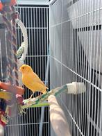 Kanarie, Dieren en Toebehoren, Vogels | Kanaries, Mannelijk