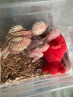 Kakariki’s, Sexe inconnu, Perruche, Bagué