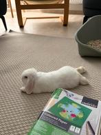 mini-lop, Animaux & Accessoires, Enlèvement ou Envoi