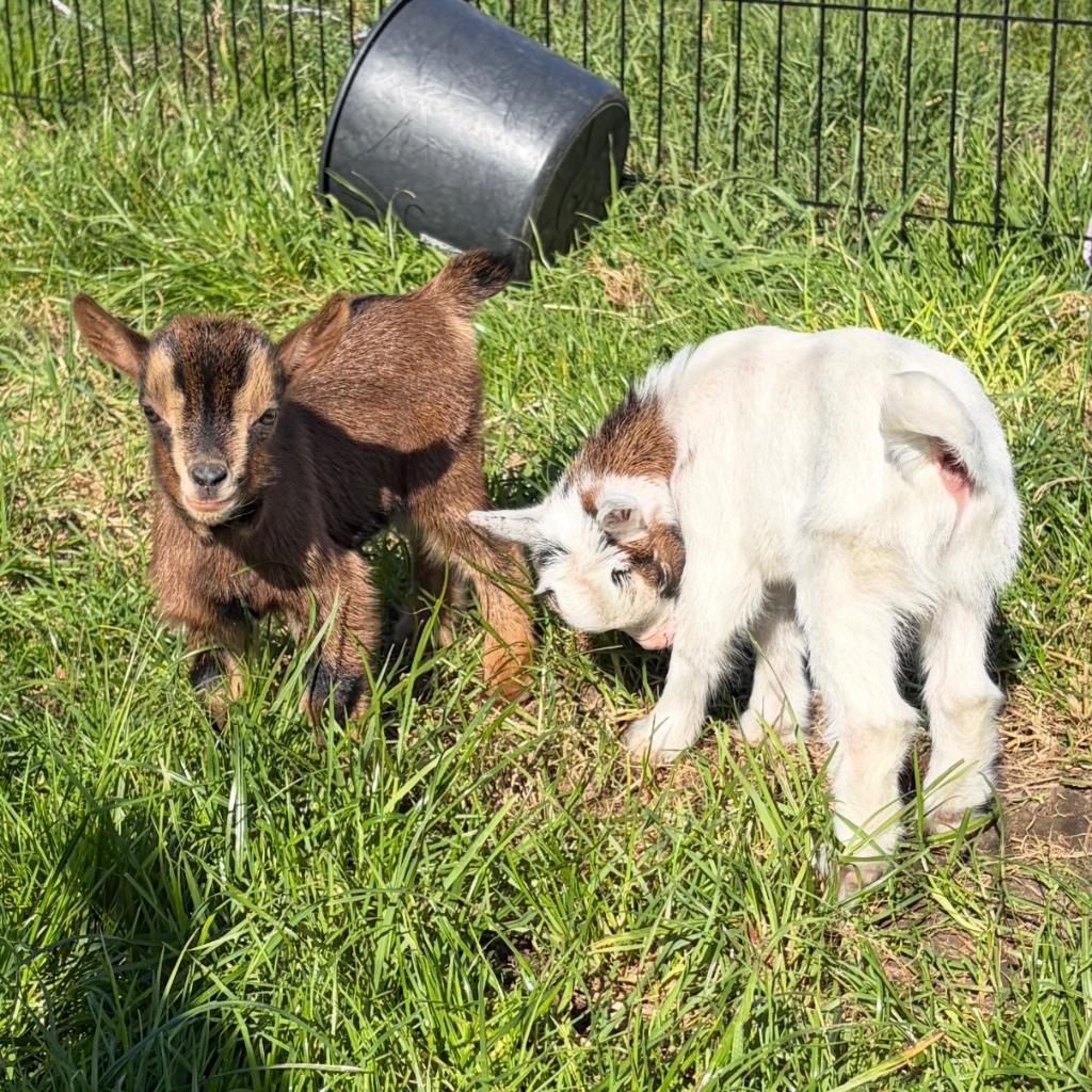 Dwerggeit - dwerggeitje - dwerggeitjes, Dieren en Toebehoren, Schapen, Geiten en Varkens, Meerdere dieren, Geit, 0 tot 2 jaar