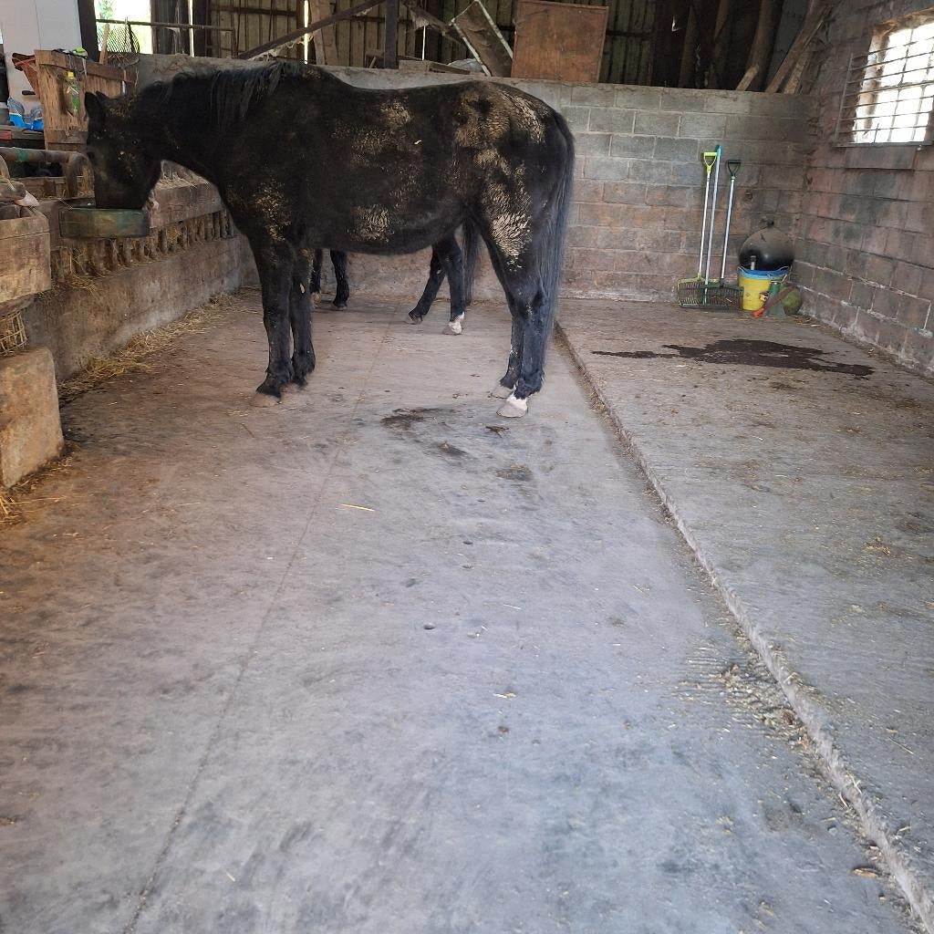 Stalling & weidegang in Nukerke, Dieren en Toebehoren, Stalling en Weidegang, Stalling, 2 of 3 paarden of pony's