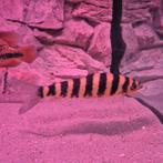 Cichlidés américain