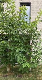 Notelaars (2) - Walnoten, Tuin en Terras, Ophalen, Halfschaduw, Overige soorten, 400 cm of meer