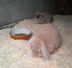 Koppel konijntjes, Dieren en Toebehoren, Konijnen