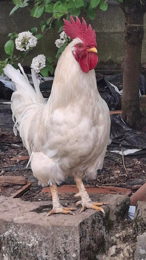 Coq blanc gratuit, Animaux & Accessoires, Volatiles
