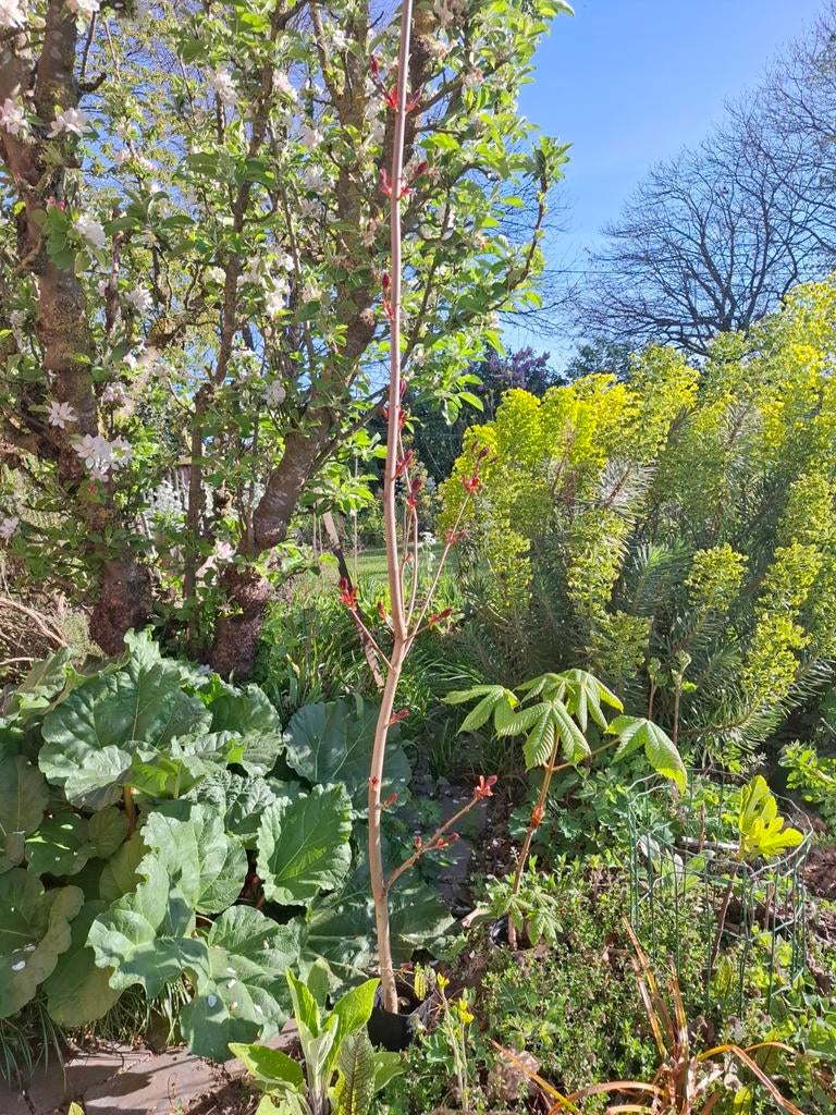 Erable de Norvège, pousse très bien, 3 ans, 2m de hauteur, Enlèvement