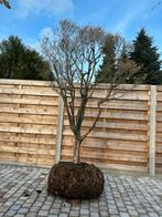 Enkianthus bonsai, Tuin en Terras, Ophalen, Lente