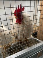 Serama krul haan cat C dier van 2025, Dieren en Toebehoren, Pluimvee, Kip