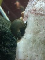 Blauwe appelslakken, Dieren en Toebehoren