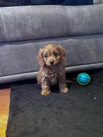 Cavapoo pups, Dieren en Toebehoren, Honden | Chihuahua's en Gezelschapshonden, Parvo, België, Overige rassen, 8 tot 15 weken