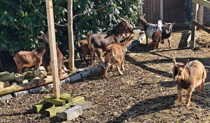 Geiten, Animaux & Accessoires, Moutons, Chèvres & Cochons, Chèvre, Plusieurs animaux, 0 à 2 ans