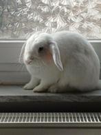 Wit voedstertje nederlandse hangoor, Dieren en Toebehoren, Hangoor