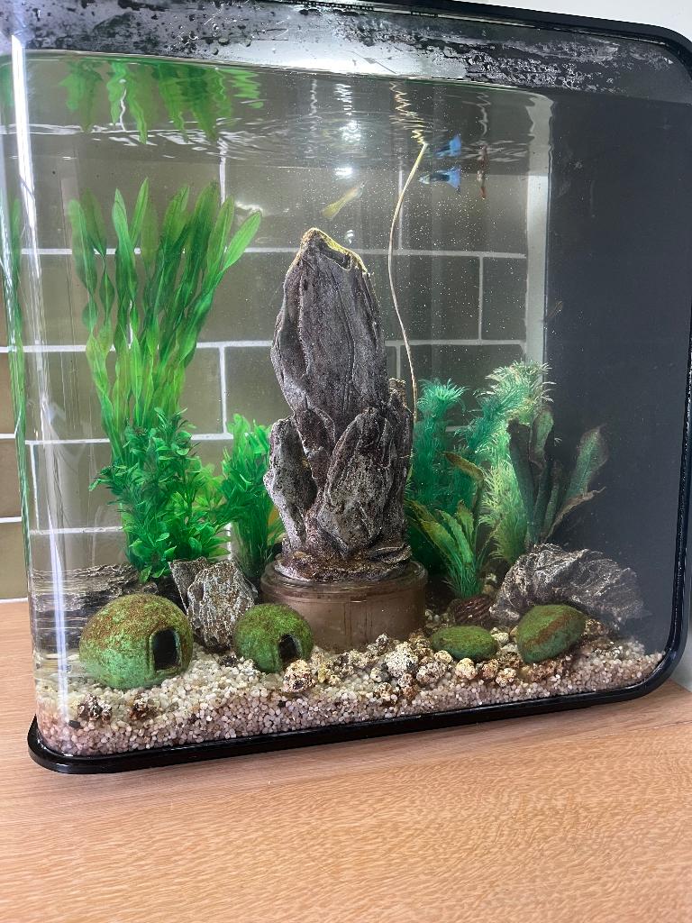 Biorb 35L, Ophalen, Inclusief planten, Gebruikt