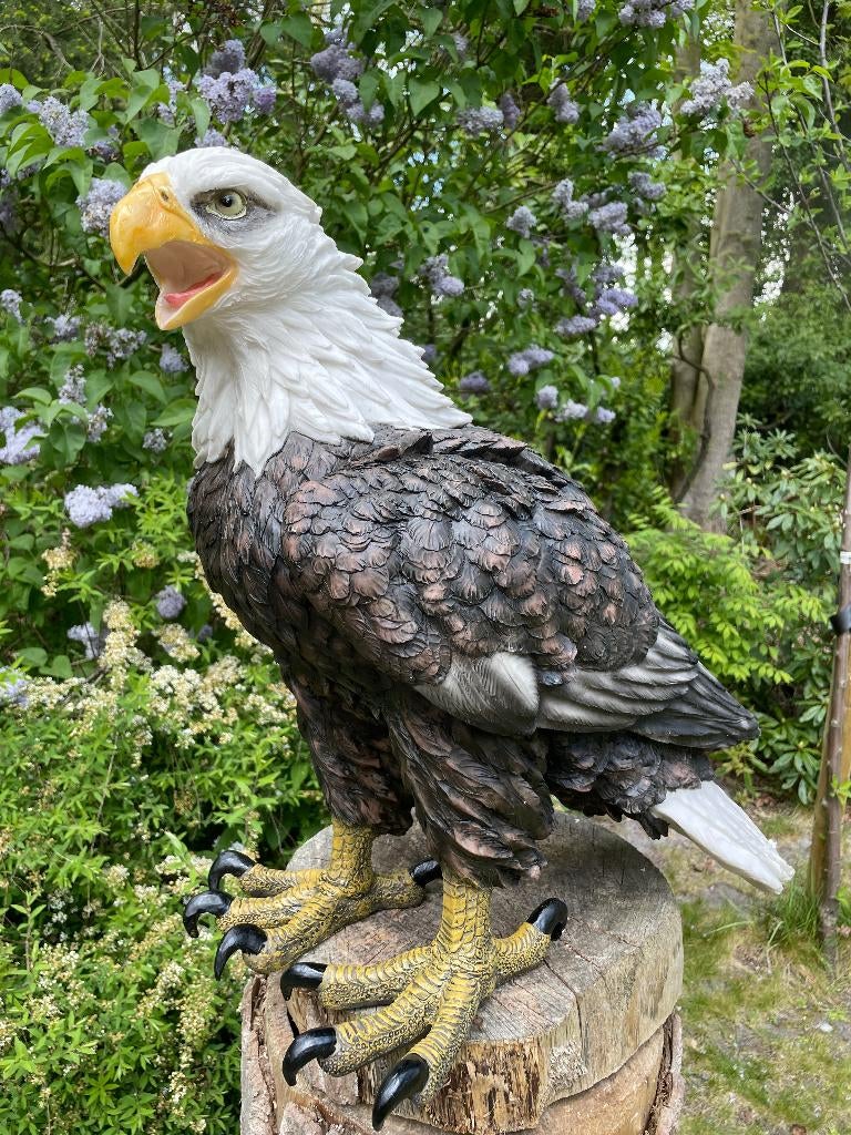 Beeld Arend groot, gazon, tuin, vijver, dierentuin 55cm, Ophalen, Nieuw, Kunststof, Dierenbeeld