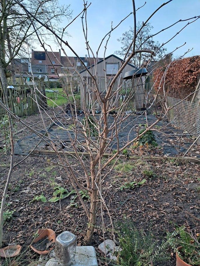 arbre à plusieurs tiges de sureau, Jardin & Terrasse, Plantes | Arbres, Autres espèces, 100 à 250 cm, Plein soleil, Printemps