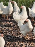 Legkippen, Plusieurs animaux, Poule ou poulet