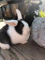 Jong konijntje 7 weken, Dieren en Toebehoren, Vrouwelijk, Middelgroot, 0 tot 2 jaar