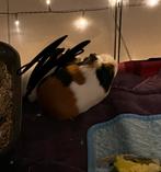 Cavia vrouwtje, Dieren en Toebehoren, Knaagdieren, Cavia, Vrouwelijk, November, Tam