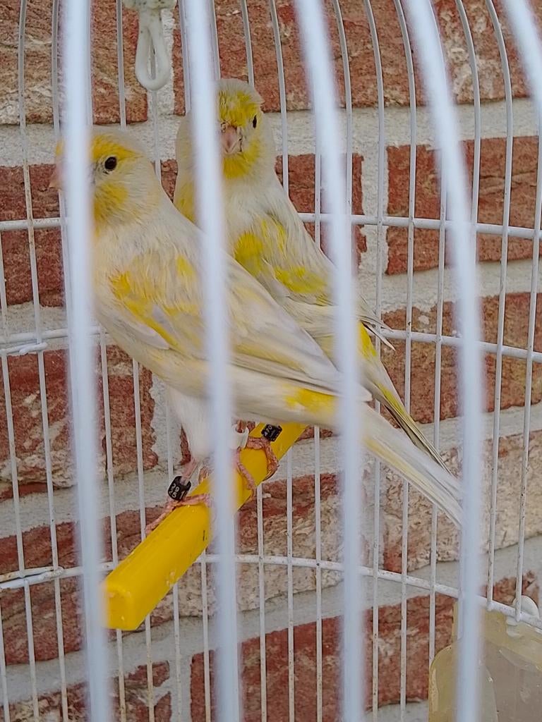 PÉRIODE DE REPRODUCTION : COUPLE DE CANARIS JAUNES EN AGATE,, Animaux & Accessoires, Oiseaux | Canaris, Canari chanteur, Plusieurs animaux
