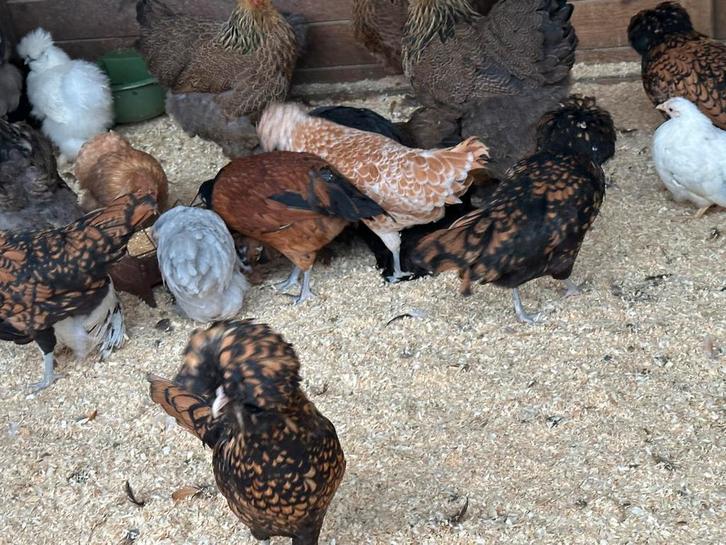 Padua goud zwart, Animaux & Accessoires, Volatiles