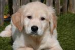 Prachtige Golden retriever pups met stamboom, Dieren en Toebehoren, België, 8 tot 15 weken, Meerdere, Meerdere dieren