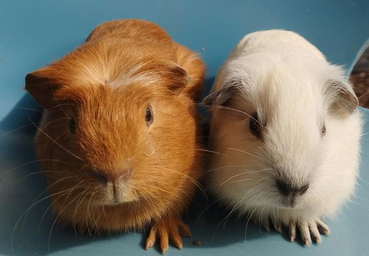 2 jonge cavia's (1 California), Animaux & Accessoires, Rongeurs, Mâle, Cobaye, Mars