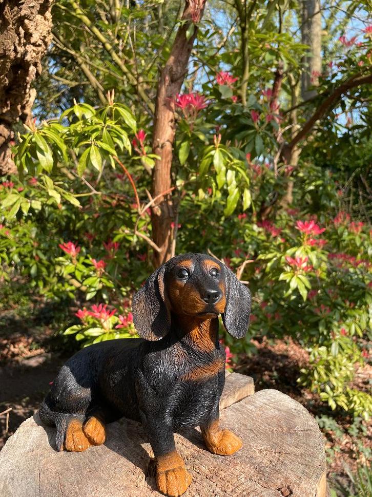 Image teckel, teckel, chien, jardin, pelouse 30 cm, Jardin & Terrasse, Statues de jardin, Neuf, Animal, Synthétique, Enlèvement ou Envoi