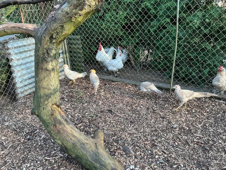 Sierfazanten, Animaux & Accessoires, Volatiles