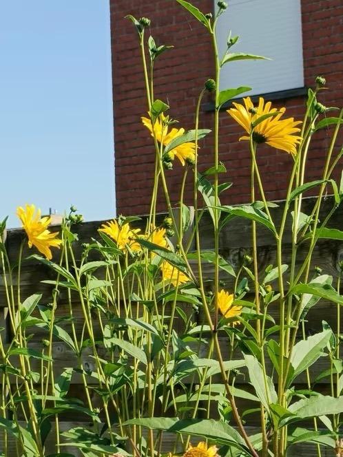Helianthus , voor mensen met een grote tuin !6p voor 5 euro, Volle zon, Vaste plant, Zomer, Ophalen