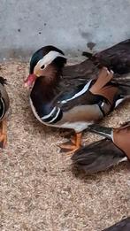 mandarijn eenden, Dieren en Toebehoren