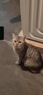 Tamme Britse korthaar poesje, Chatte ou Chat, Avec pedigree