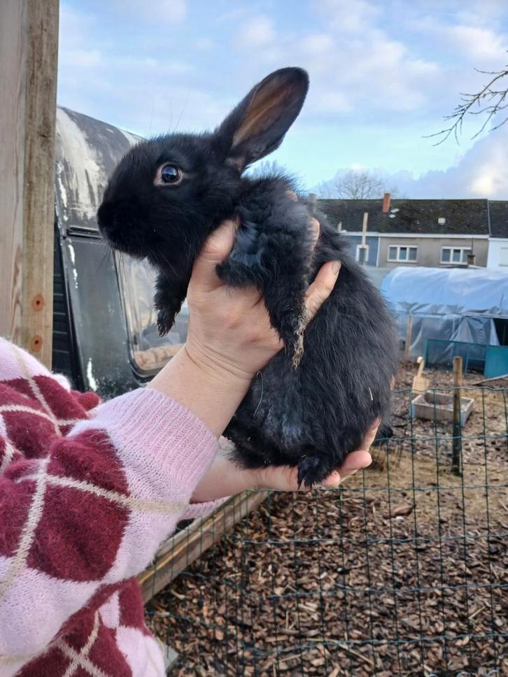 2 vlaamse reus zusjes, Animaux & Accessoires, Lapins, Grand, Femelle, 0 à 2 ans