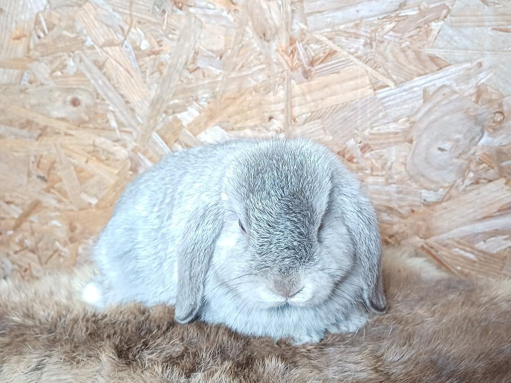 Nhd/minilop 8w oud konijntjes, Femelle, Nain, Oreilles tombantes, 0 à 2 ans