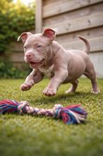 American Bully pup (1st keus reutje), Chien (mâle), Hépatite contagieuse (maladie de Rubarth), Autres races, Belgique