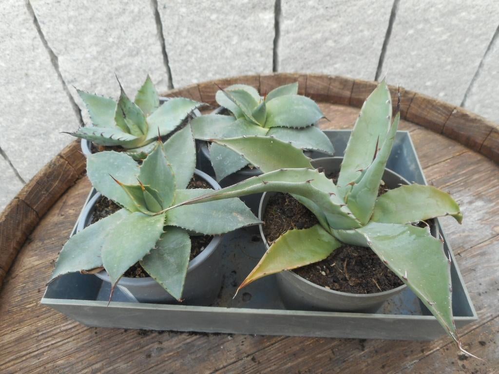 plantes, Enlèvement ou Envoi, Plante fixe, Autres espèces, Plein soleil