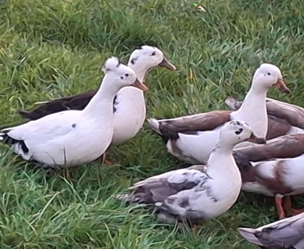 Siereenden, Dieren en Toebehoren