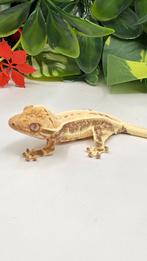 Gecko a crête wimpergekko, Animaux & Accessoires, Reptiles & Amphibiens