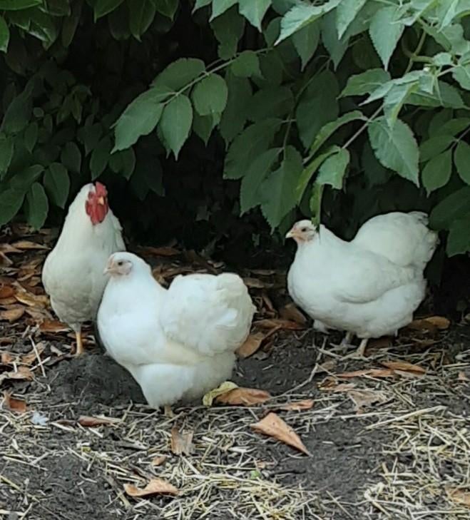 Toompje Wyandotte kriel, Dieren en Toebehoren