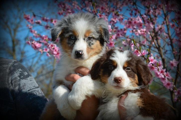 Chiots bergers australiens, Animaux & Accessoires, Chiens | Bergers & Bouviers, Plusieurs animaux, Berger, Éleveur | Professionnel