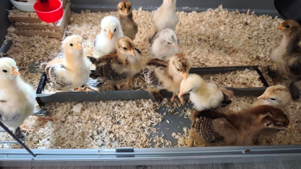 Poussin Brahmâ perdrix doré, Sexe inconnu, Poule ou poulet