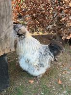 Ruilen zijdehoen haan