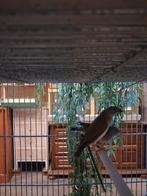 10 st. vogels Houtarmandien