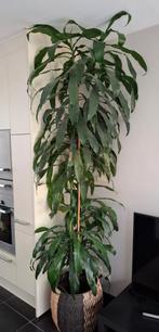 Plant Dracaena fragrans, Enlèvement