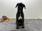Chiots Boxer, Hépatite contagieuse (maladie de Rubarth), Belgique, Plusieurs, Chienne