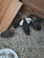 Chinese dwergkwartels, Dieren en Toebehoren, Vogels | Overige Vogels, Meerdere dieren