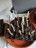 Brugmansias enkel en dubbel bloemig, Ophalen