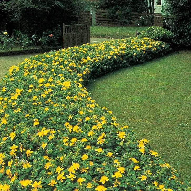 Hypernicum 'Hidcote', Tuin en Terras, Planten | Tuinplanten, Vaste plant, Halfschaduw, Zomer, Ophalen