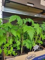 Planten/ fideler ️, Ophalen