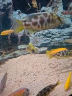 Cichlides malawi nimbochromis venustus