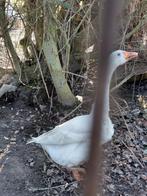 Gans te koop, Dieren en Toebehoren, Pluimvee